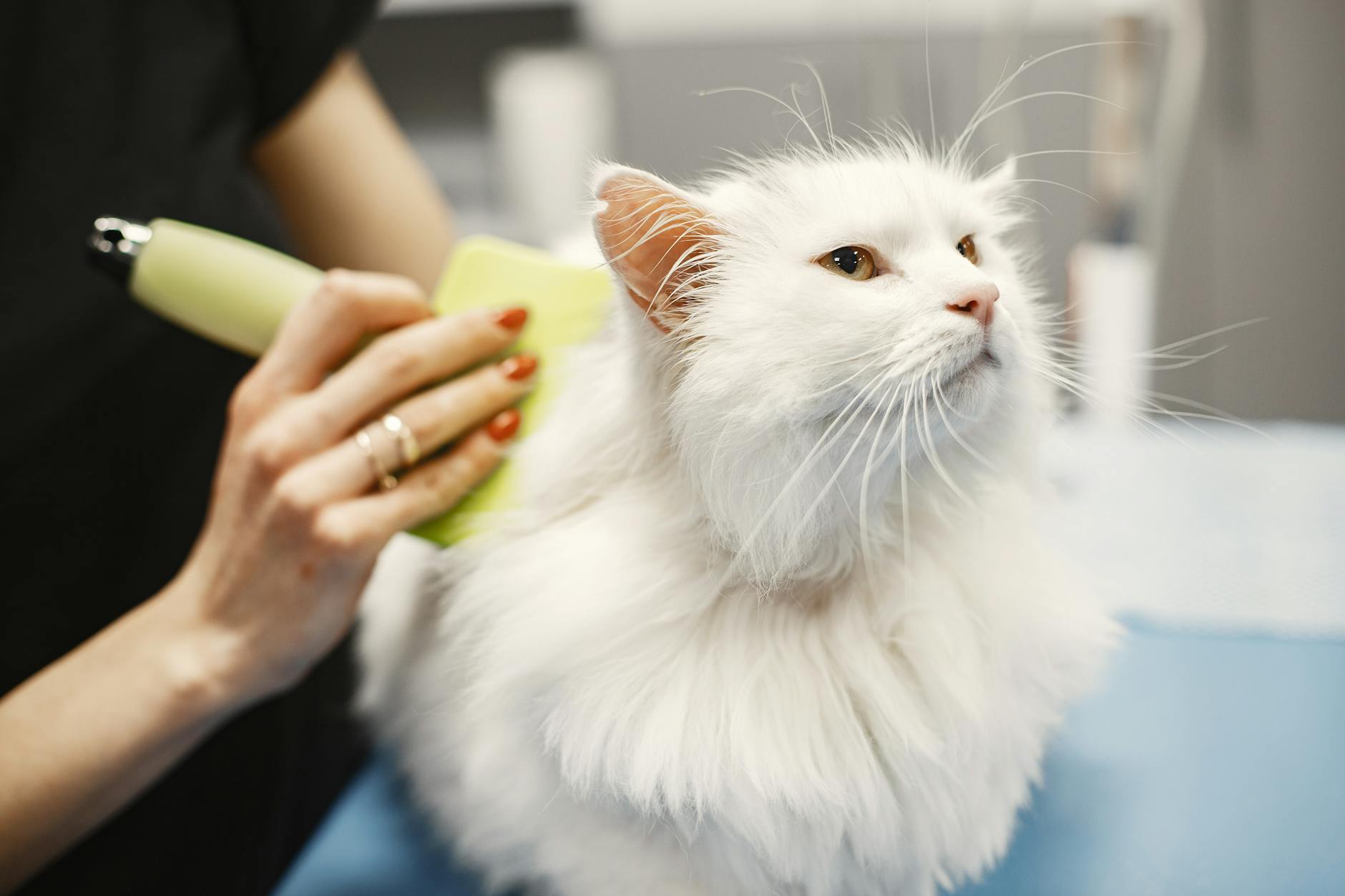 a person grooming a white cat